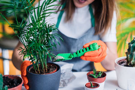 Gardening and Planting at Homeの写真素材