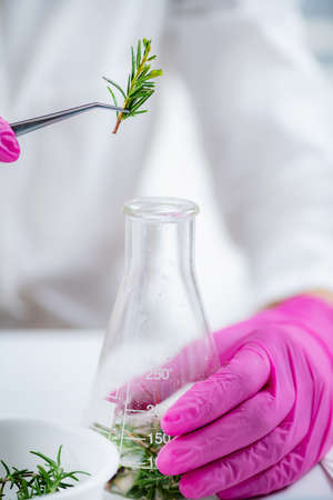 Fragrance Laboratory. Scientist Mixing Plants, Preparing Fragrance Ingredients.の写真素材