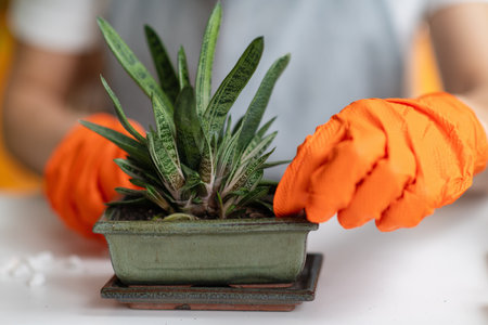 A woman cultivates greenery, nurturing plants with care and passion in her cozy home environmentの写真素材