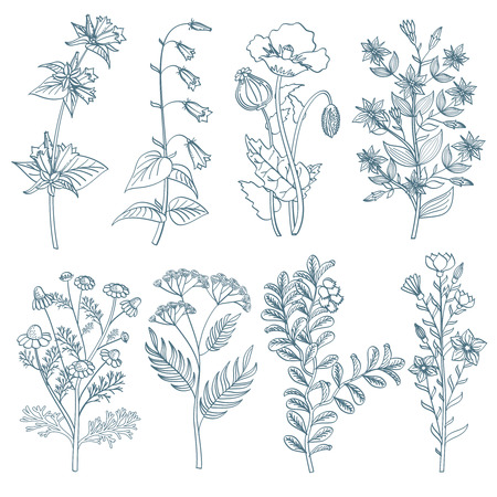 Herbs wild flowers botanical medicinal organic healing plants vector set in hand drawn style. Herb medicine plant and illustration of botanical plant for healingのイラスト素材