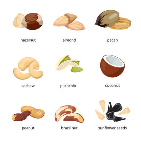 Cartoon nuts vector. Set of nuts walnut and pecan, illustration of vegetarian food nutsのイラスト素材