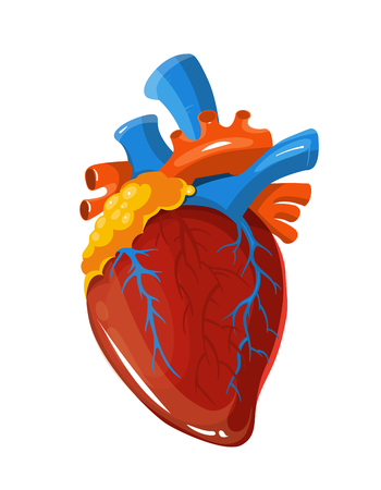 Human heart anatomy vector medical illustration. Realistic vital organ isolated on white backgroundのイラスト素材