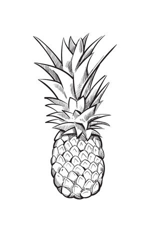 Hand drawn pineapple. Ananas fruit sketch black line. Vector illustrationのイラスト素材