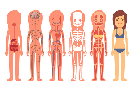 Medical woman body anatomy vector. Skeleton, muscular, circulatory, nervous and digestive systems. Human life support system of set illustration, anatomy of human bodyのイラスト素材