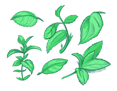 Green mint leaves, menthol, aroma peppermint hand drawn vector illustration. Leaf of mint for tea, freshness natural spearmintのイラスト素材