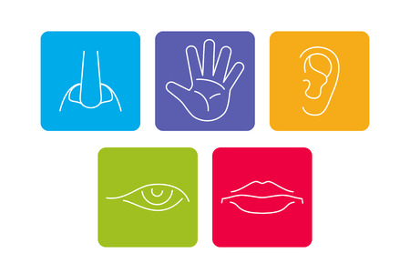 Five senses vector icons set isolated white. Smell and see, feel and hear illustration