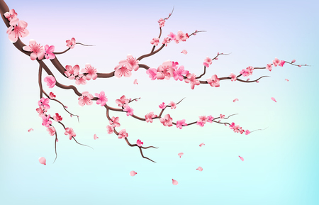 Japan sakura branches with cherry blossom flowers and falling petals isolated on white background vector illustration. Branch of cherry blossoms on blue backgroundのイラスト素材