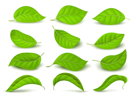 Realistic green tea leaves with water drops isolated on white vector set. Green tea leaf, natural freshness illustrationのイラスト素材