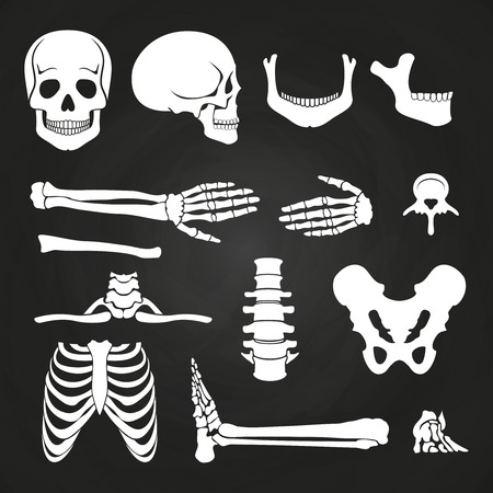 Human bones collection on chalkboard. Skeleton human anatomy, backbone and hand bone. Vector illustrationのイラスト素材