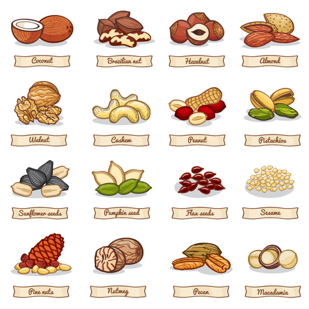 Cartoon color nut and seed grains. Vector collection nuts ingredient, vegetarian organic hazelnut and almond illustrationのイラスト素材