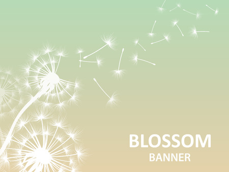 Blossom banner background with dandelion white silhouetteのイラスト素材