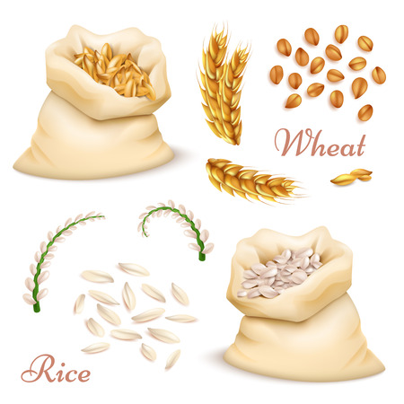 Agricultural cereals - wheat and rice isolated on white background. Vector realistic grains, ears clipart collectionのイラスト素材