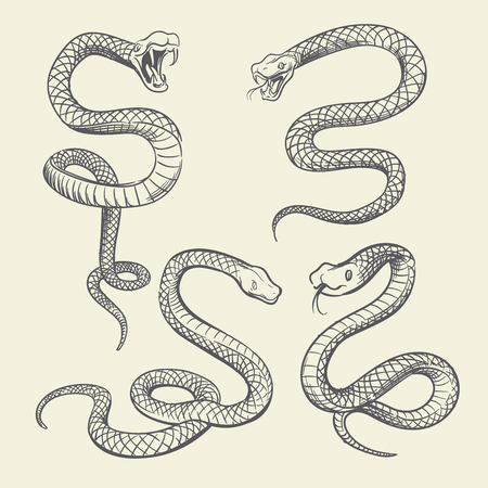 Hand drawing snake set. Wildlife snakes tattoo vector design isolatedのイラスト素材