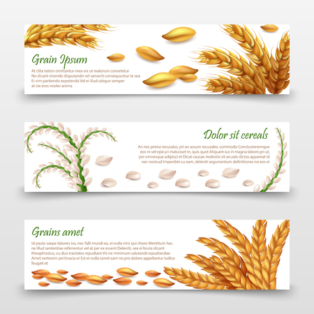 Agricultural cereals banners template. Realistic grains and ears of rice, wheat, barley isolated on white backgroundのイラスト素材