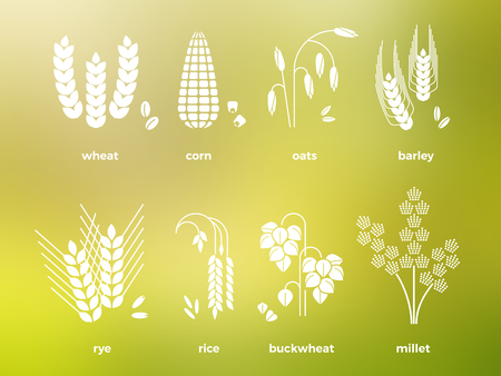 White cereal grains icons. rice, wheat, corn, oats, rye, barleyのイラスト素材