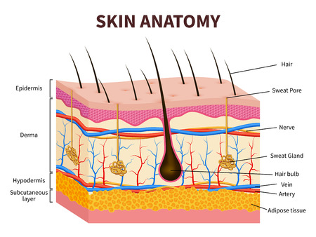 Human skin. Layered epidermis with hair follicle, sweat and sebaceous glands. Healthy skin anatomy medical vector illustration. Dermis and epidermis skin, hypodermis