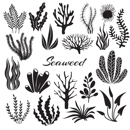 Aquarium seaweeds. Underwater plants, ocean planting. Vector seaweed black silhouette isolated set. Sea weed black, underwater sea ocean plant illustrationのイラスト素材