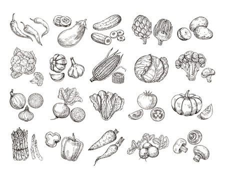Sketch vegetables. Vintage hand drawn garden vegetable collection. Carrots broccoli potato salad mushroom farming vector set. Salad and carrot, sketch mushroom illustrationのイラスト素材