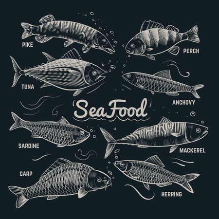 Sketch fishes seafood. Herring, trout, flounder, carp, tuna, sprat hand drawn outline fish vector collection in vintage style. Sea fish menu banner, herring and carp, sardine and anchovy illustrationのイラスト素材