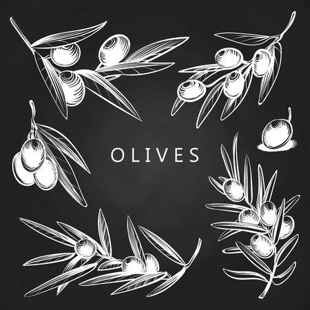 Hand drawn olive branches on vector chalk board isolated illustrationの写真素材