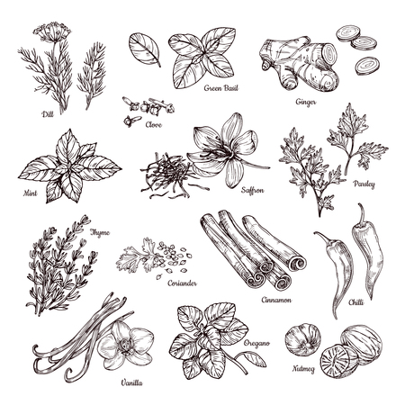 Spices and herbs. Hand drawn ginger and chilli pepper, saffron and vanilla. Sketch spices vector collection dill and parsley, thyme and nutmeg, basil and pepper illustrationの写真素材
