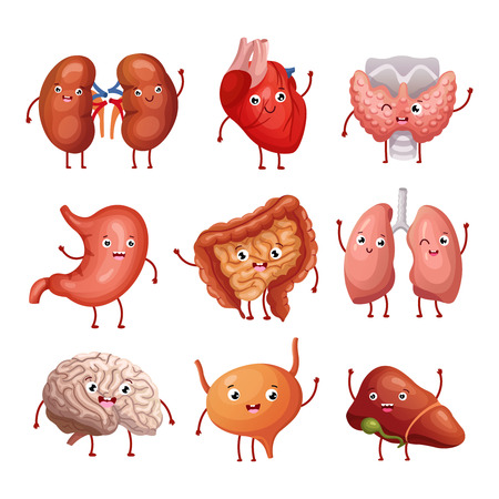 Cute cartoon human organs. Stomach, lungs and kidneys, brain and heart, liver. Funny inner organs vector anatomy characters brain and heart, liver and internal organ illustrationのイラスト素材
