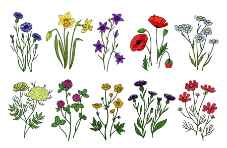 Wild herbs and flowers. Wildflowers, meadow plants. Hand drawn summer and spring field flowering. Vintage vector isolated set. Illustration of flower blossom, floral spring, field and wild flowersのイラスト素材