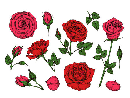 Red rose. Hand drawn roses garden flowers with green leaves, buds and thorns. Cartoon vector isolated collection. Red rose petal, floral flower romantic illustrationのイラスト素材