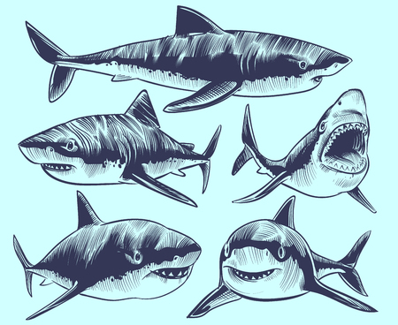 Sketch shark. Swimming sharks with open mouth. Underwater animal vector tattoo collection. Illustration of shark animal, dangerous predator marineのイラスト素材