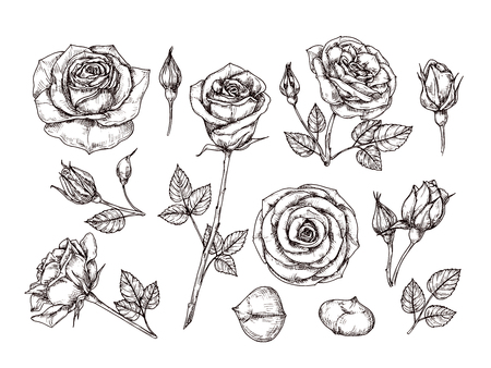 Hand drawn roses. Sketch rose flowers with thorns and leaves. Black and white vintage etching vector botanical isolated set. Illustration of rose petal, sketch botany floral plantのイラスト素材