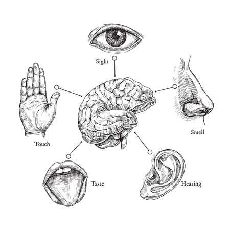 Five human senses. Sketch mouth and eye, nose and ear, hand and brain. Doodle body part vector set. Illustration of human organ, nose and ear, eye and mouth