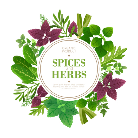 Spices and herbs background. Fresh herb cooking aromatic plants. Indian food vector frame. Culinary and cooking, plant dill and sage illustrationのイラスト素材
