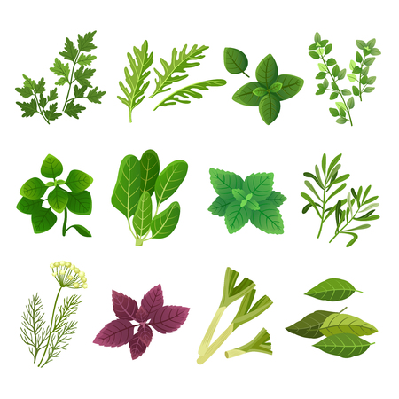 Herbs and spices. Oregano green basil mint spinach coriander parsley dill and thyme. Aromatic food herb and spice vector isolated set. Illustration of basil and rosemary, green mintのイラスト素材