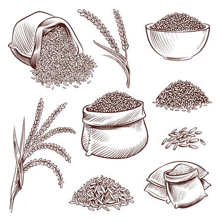 Hand drawn rice. Doodle sack and. Sketch rice ears vector set. Illustration of natural rice grain, seed in sackのイラスト素材