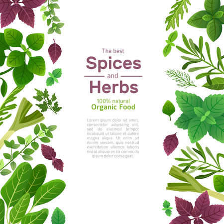 Spices and herbs. Basil mint spinach coriander parsley dill and thyme. Indian spice cooking asian food ingredients vector background. Illustration of mint and parsley, dill and basilのイラスト素材