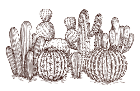 Hand drawn cactus. Western desert cacti mexican plants in sketch style vector illustration. Cactus mexican sketch, succulent plant sketched compositionのイラスト素材