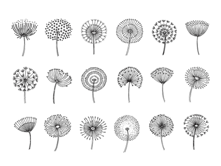 Dandelion set. Doodle hand drawn dandelions monstera delicate plant seeds summer botanical fluff flower isolated vector silhouettes. Illustration of dandelion fluff, botanical flower softnessのイラスト素材