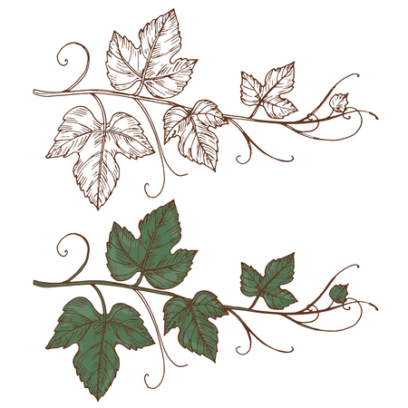 Sketch grapevine vector isolated on white background. Grapevine branch, design of botanical viticulture illustrationのイラスト素材