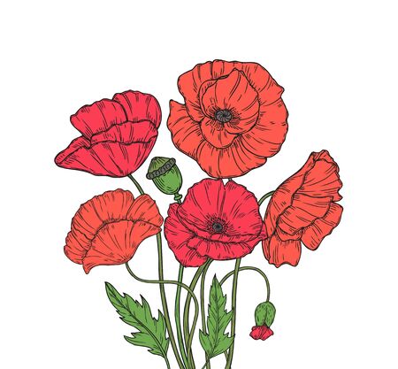 Poppy bouquet. Red poppies flower meadow garden flowers decorative plant poppy bud planting floral anzac day vector background. Illustration of red poppy bud sketch, sketching branch bloomingのイラスト素材