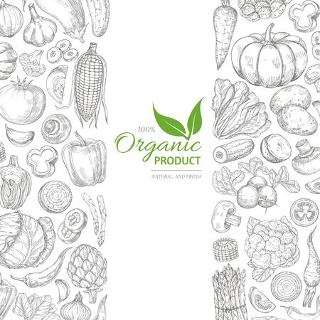 Organic sketch fresh vegetables vector retro background with hand drawn doodle greens on whiteのイラスト素材
