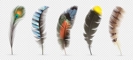 Realistic bird feathers. Detailed colorful feather of different birds. 3d vector collection isolated on transparent background. Illustration feather bird, peacock fluffy elegance plumageのイラスト素材