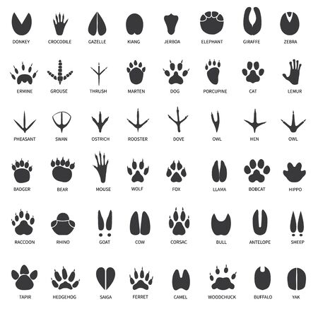 Animal tracks. Footprints of swan, llama and donkey, cat. Owl, dog and mouse, dove and zebra paw prints isolated vector set. Illustration track wild, bear and wolf, print black trail crocodile gazelleのイラスト素材