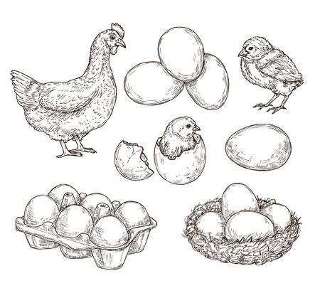 Chicken sketch. Healthy natural farm eggs. Vintage hand drawn hen bird, little chick nest. Isolated rustic products vector illustration. Hen and nest, egg farm and chickenのイラスト素材