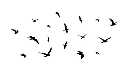 Flying flock of birds. Flight bird silhouettes, isolated black doves or seagulls collection. Freedom metaphor vector illustration. Flock bird black silhouette illustrationのイラスト素材