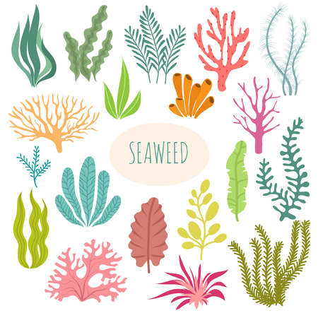 Seaweeds. Aquarium plants, underwater planting. Vector seaweed silhouette isolated set. Illustration of aquatic plant, nature wildlifeのイラスト素材