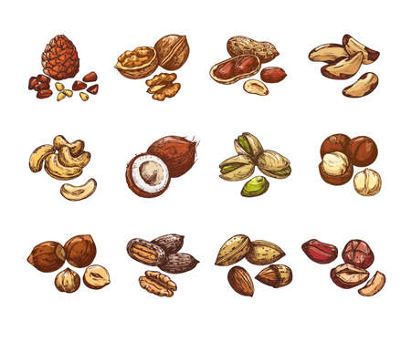 Cartoon nuts and seeds. Hazelnut and coconut, beans and peanut. Isolated vector set of cartoon natural nuts for healthy, vegetarian almond and walnut illustrationのイラスト素材