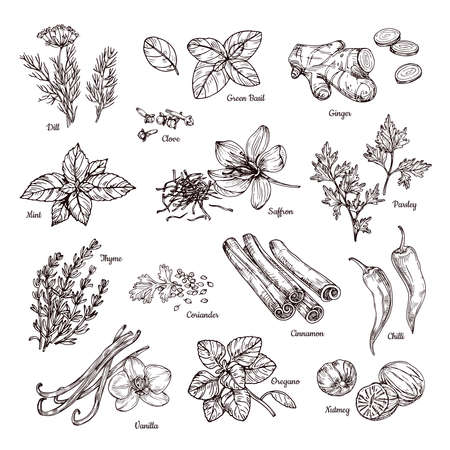 Spices and herbs. Hand drawn ginger and chili pepper, saffron and vanilla. Sketch spices vector collection dill and parsley, thyme and nutmeg, basil and pepper illustrationのイラスト素材