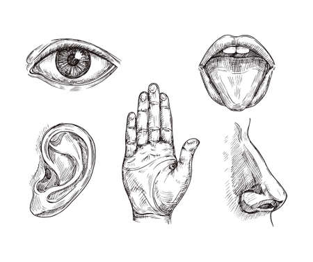 Sense organs. Hand drawn mouth and tongue, eye, nose, ear and hand palm. Engraving five senses vector illustration. Hear and sense, taste and see, listening sensorのイラスト素材
