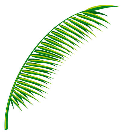 Green palm branch. Tree foliage. Realistic plant isolated on white backgroundのイラスト素材