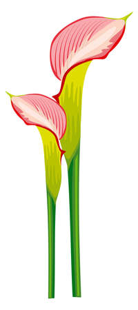 Exotic pink flower bud. Realistic lily blossom isolated on white backgroundのイラスト素材